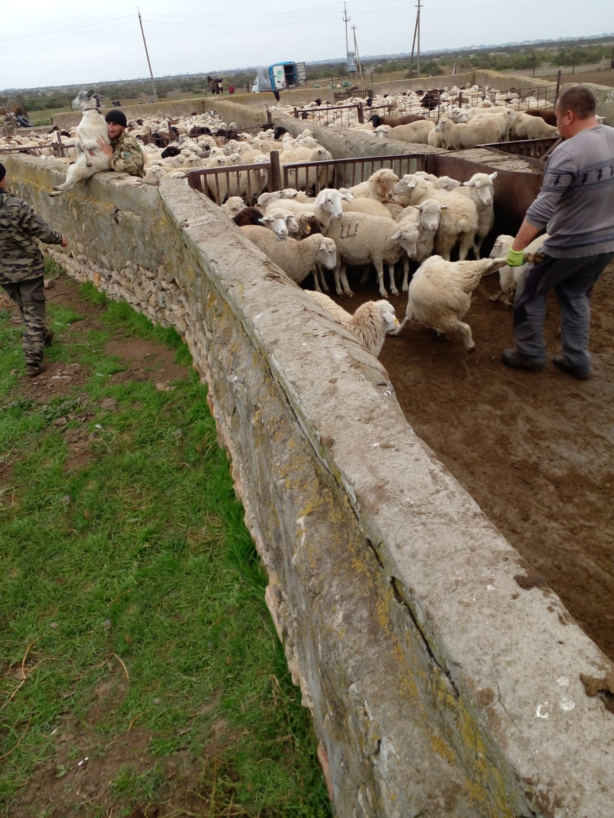 В республике идет перегон скота на зимние пастбища
